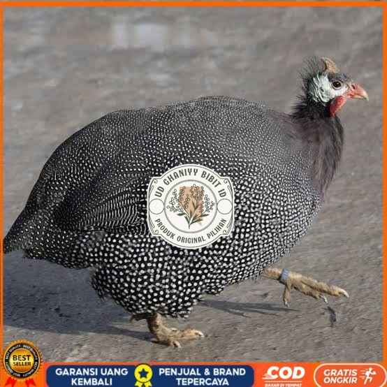 

Telur ayam mutiara / telur ayam hias / telur fertil siap tetas UD GHANIYY BIBIT ID