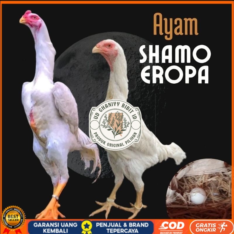 

telur ayam shamo eropa bisa untuk di tetaskan UD GHANIYY BIBIT ID