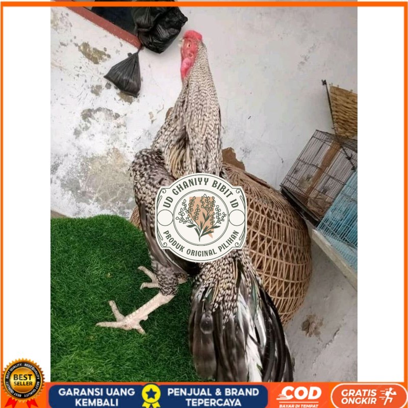 

TELUR ASEL PUKUL LARI INDUK JUARA.. PROMO UD GHANIYY BIBIT ID