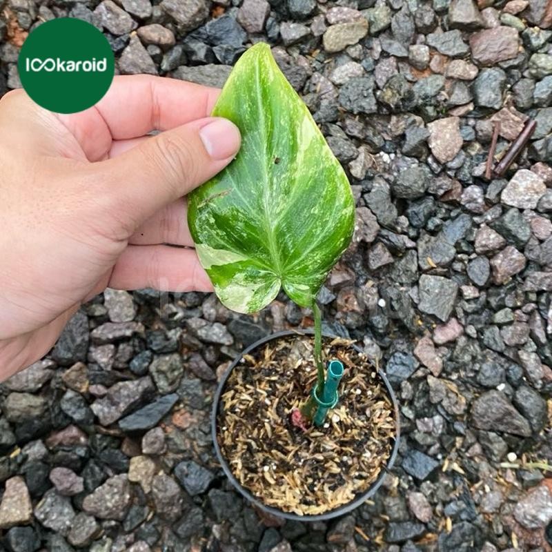 Tanaman Hias Philodendron Gloriosum Variegata Tricolor | Philodendron Gloriosum Tricolor Varigata