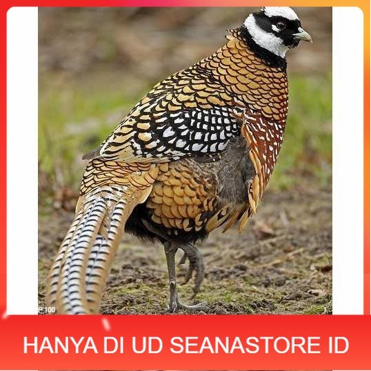 

Telur ayam hias ringneck reeves pheasant fertil siap ditetaskan UD SEANASTORE ID