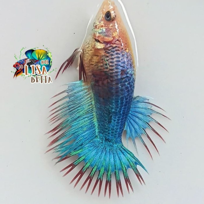 Hiasan soliter ikan cupang betina serit crowntail grizzle kebutuhan aquarium