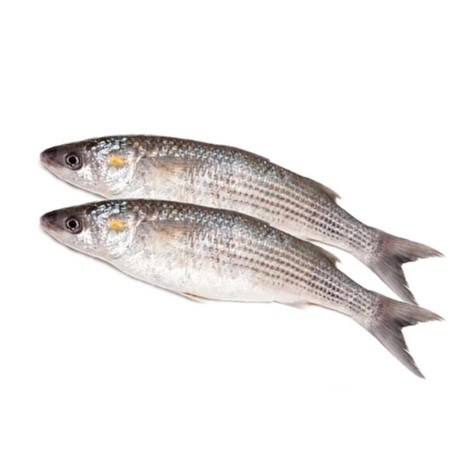 

SELALU READY IKAN BELANAK SEGAR
