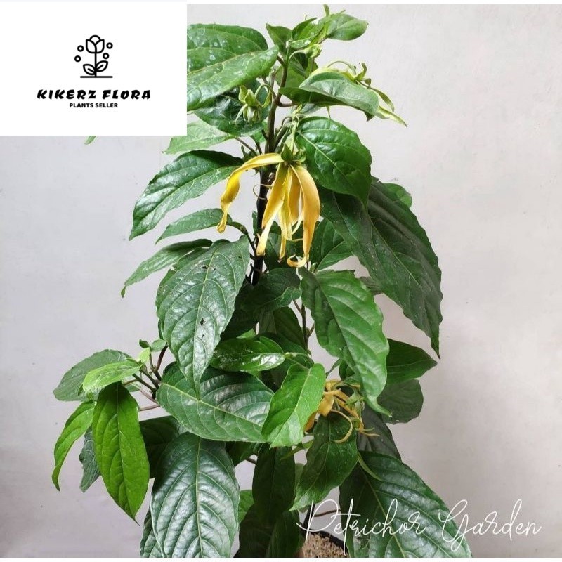 Bunga kenanga kuning super wangi