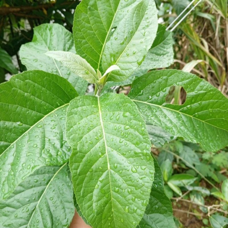 

COD Daun Afrika Segar Organik 250grm AF