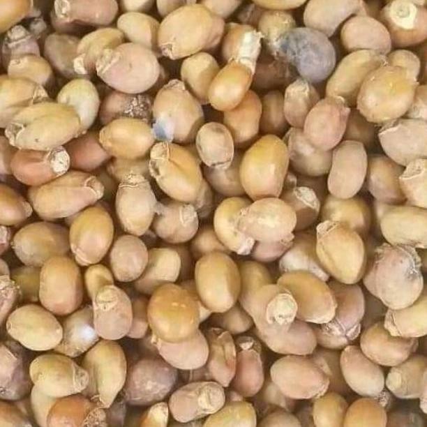 COD 1 kg Biji kesambi unggul Kualitas Unggul Terlaris