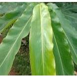 

DAUN KECOMRANG/DAUN HONJE SEGAR FRESH 500 GRAM
