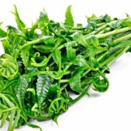 

Ready pakis sayur segar 200 gr