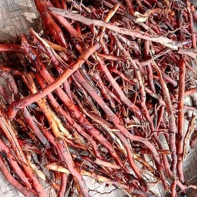 

akar kelapa segar/akar pohon kelapa AF