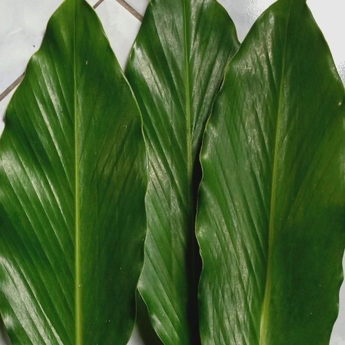 

daun kapulaga segar/daun kapol segar 1kg YL