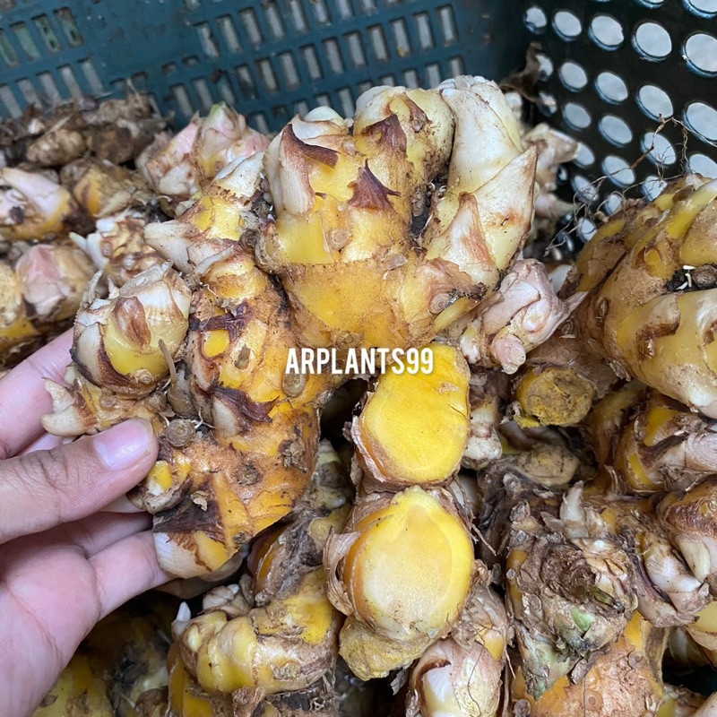 

BANGLE / PANGLAI SEGAR MURAH