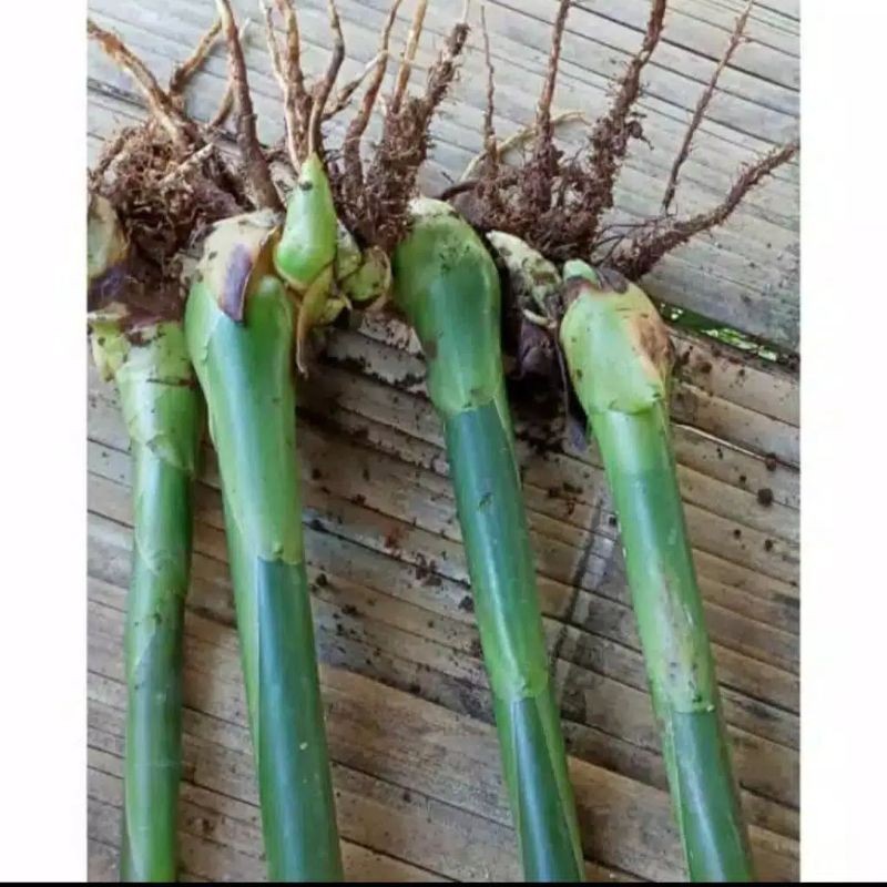 bibit kecombrang/honje, tanaman kebun anda, bibit sayur kecombrang