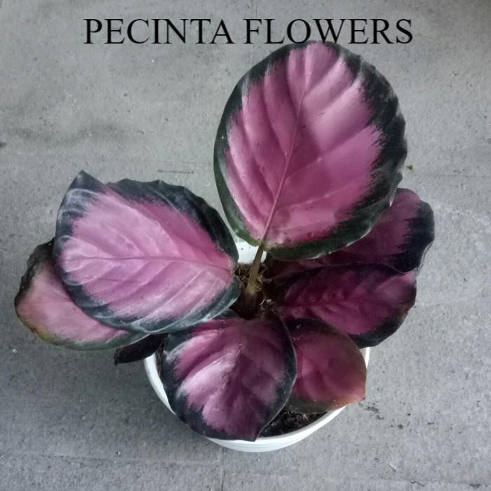 calathea crimson tanaman import