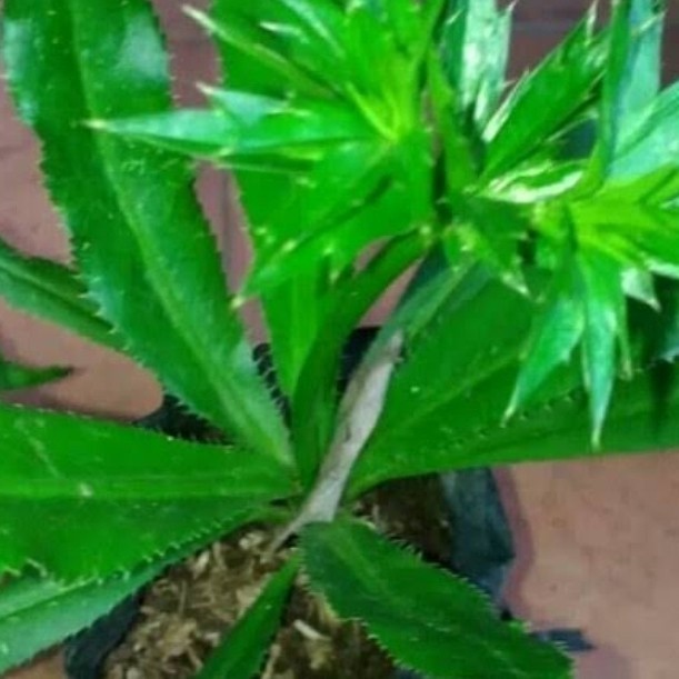 

Promo COD daun walang sangit/walang china segar per 500gram Kedai_herbal Co