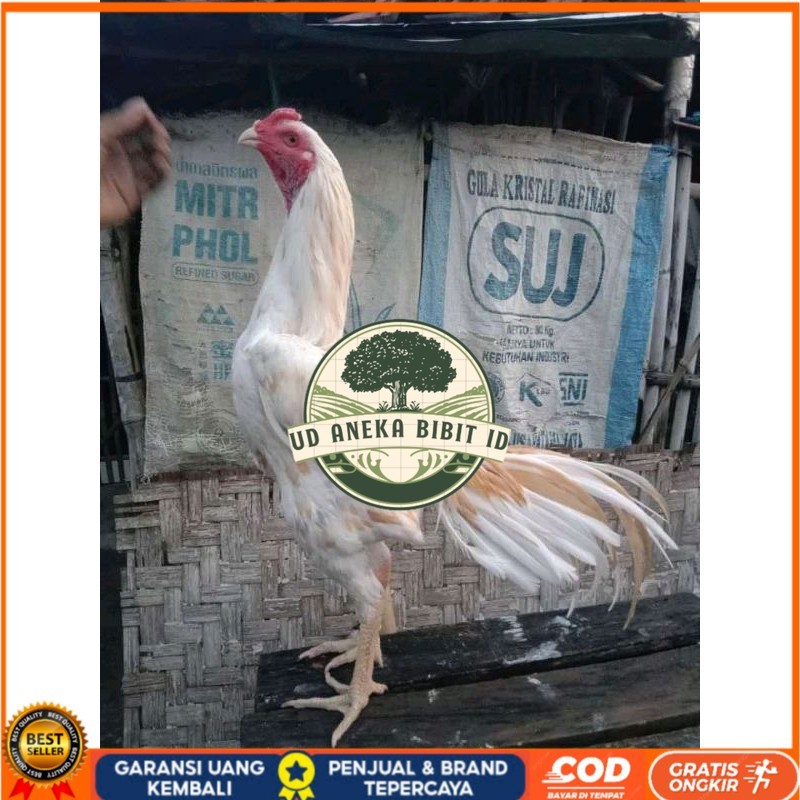 

TELUR FERTIL PLUCKER PAKOY ISTIMEWA UD ANEKA BIBIT ID