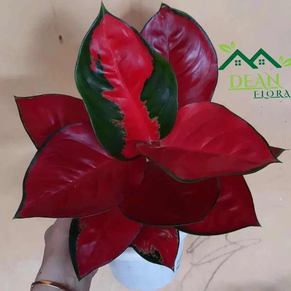 Tanaman Hias Suksom Compcta - Suksom Compcta - Suksom