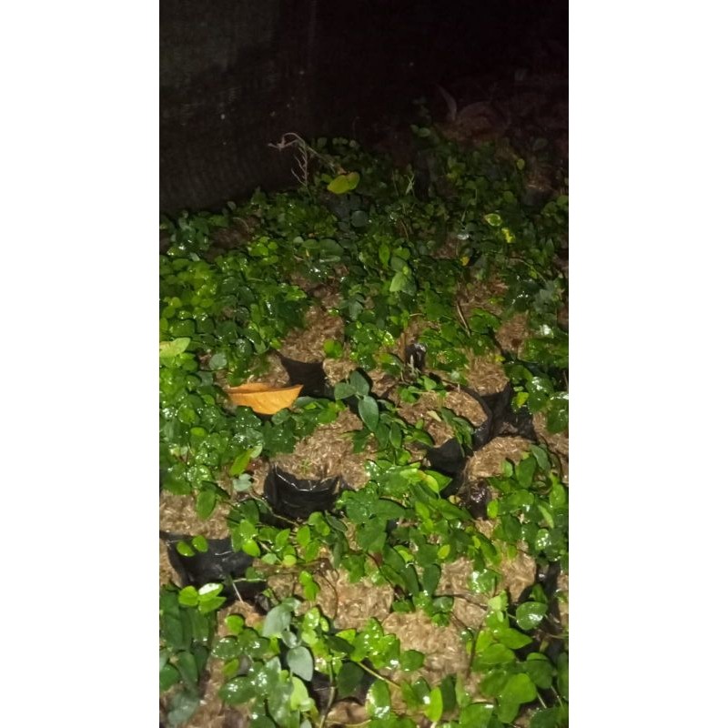 Tanaman Merambat Dolar Mini/Tanaman Dolar Mini