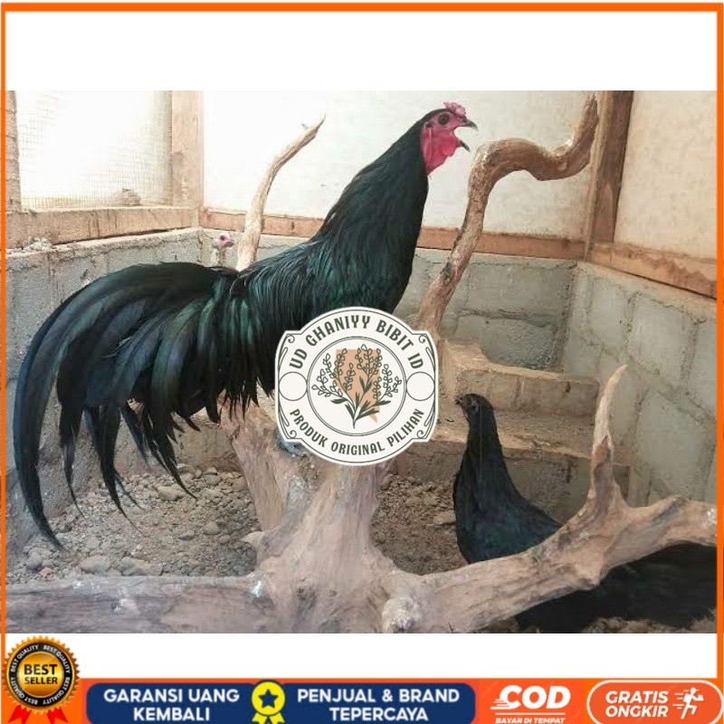 

TELUR AYAM HIAS BLACK SUMANTRA UNTUK DI TETASKAN UD GHANIYY BIBIT ID