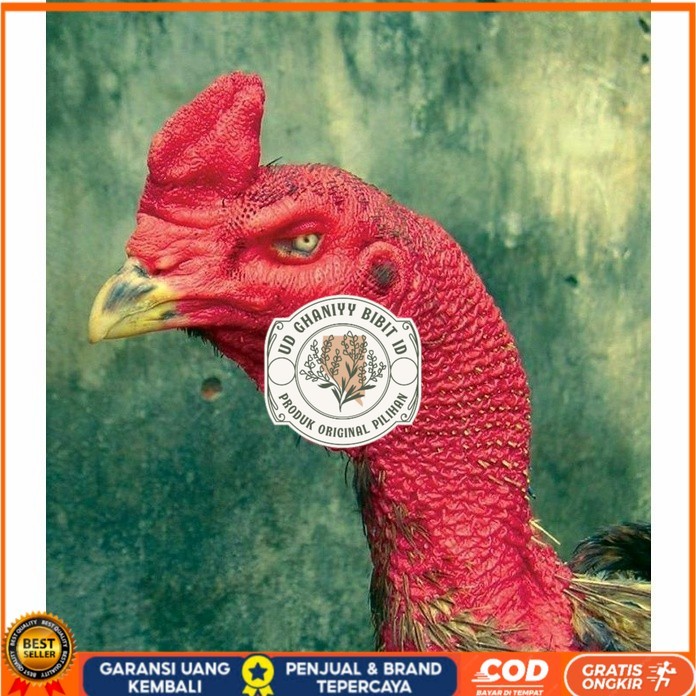 

telur ayam petarung saigon fertil asli siap ditetaskan - ayam saigon UD GHANIYY BIBIT ID