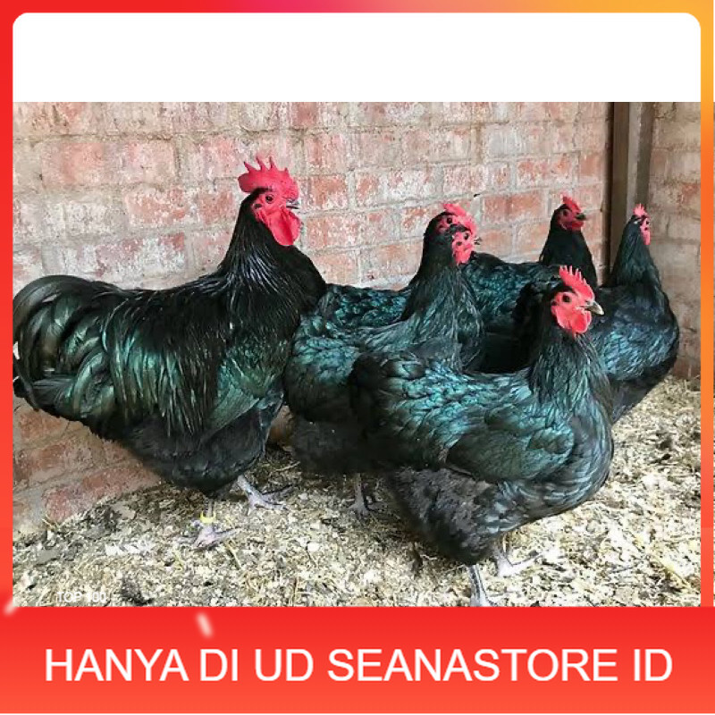 

TELUR FERTIL AYAM BLACK AUSTRALORP INDUKAN JUMBO UNTUK DI TETASKAN UD SEANASTORE ID