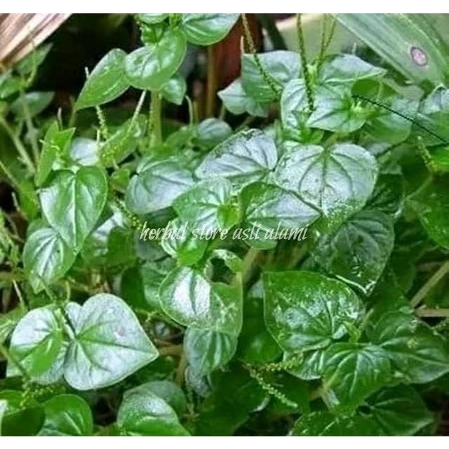 

herbal daun suruhan/sirih cina segar 100 gr