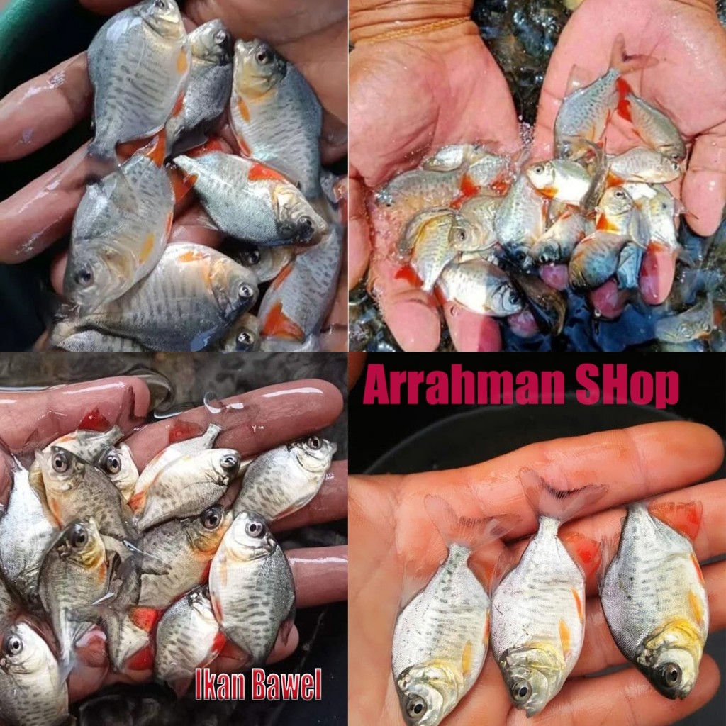 PROMO AWAL TAHUN bibit ikan bawal - ikan bawal - bibit benih anakan ikan bawal konsumsi isi 50 ekor 