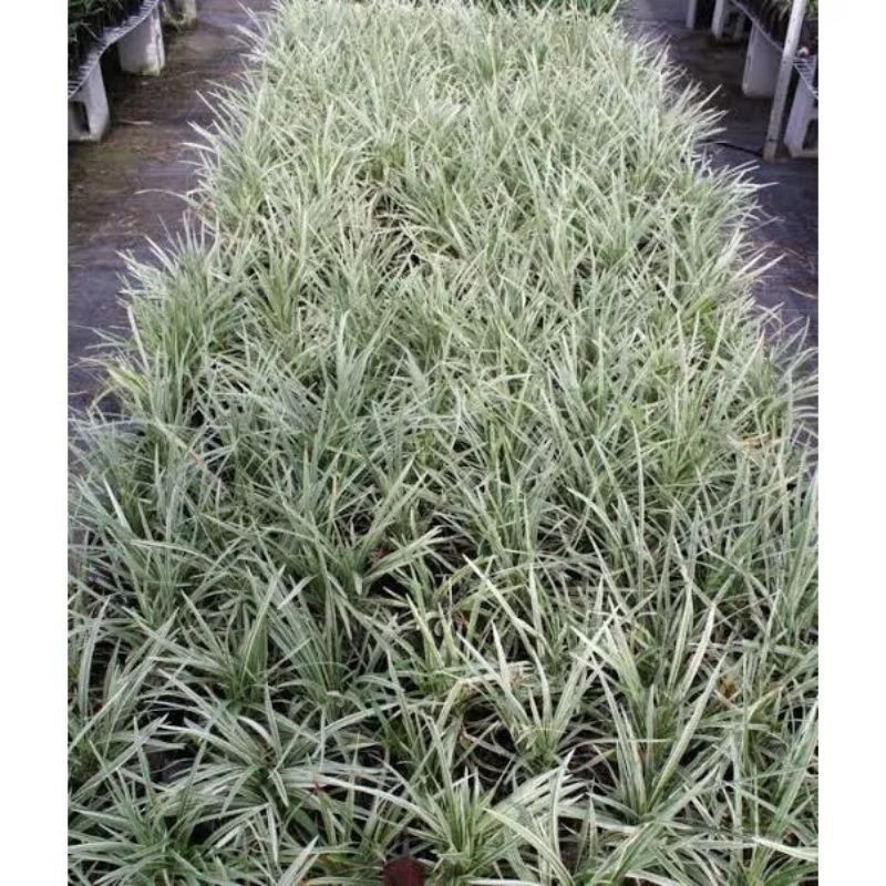 

Extra Herbal Alang Alang Varigata Kuning Emas