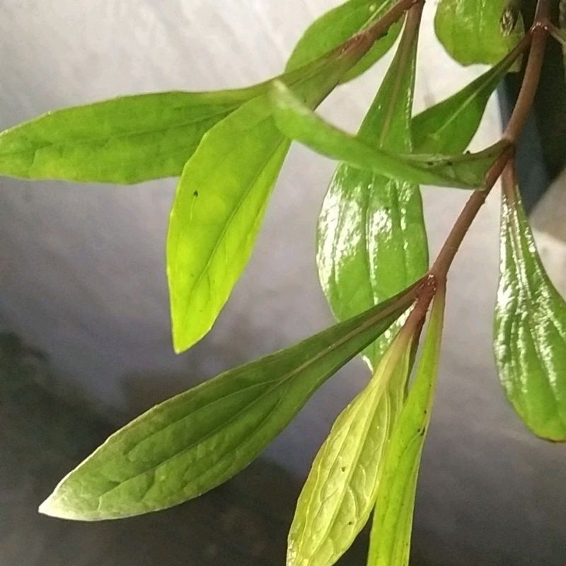 

Rempah daun Prasman Segar