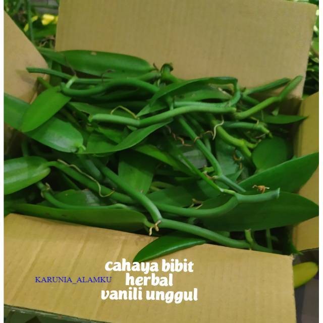 Readyy Bibit vanili 3 ruas 30cm cutting vanilla panili panila paneli vania 1 2 siap tanam