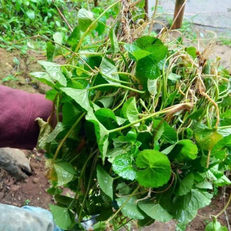 

daun pegagan segar 1kg antanan
