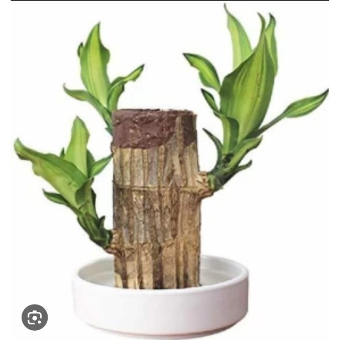 

hanjuang bonsai (brazilian wood : dracaena fragrance ) d begbyu 2114ts