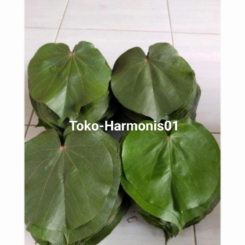 

DAUN WARU SEGAR 500gram YL