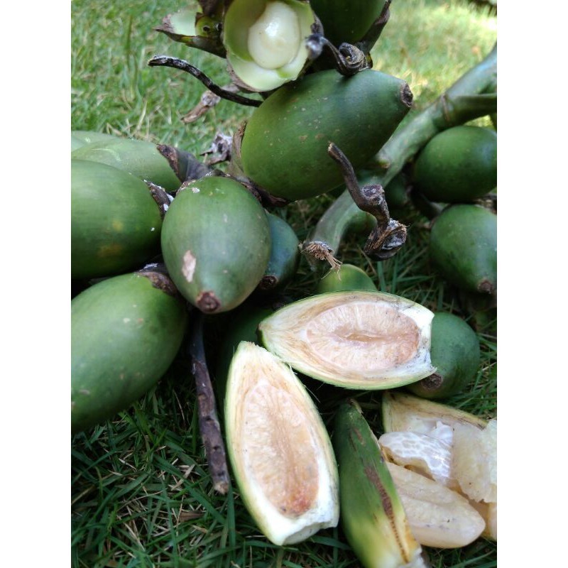

Buah Pinang Muda Fresh Herbal Stamina Perbiji
