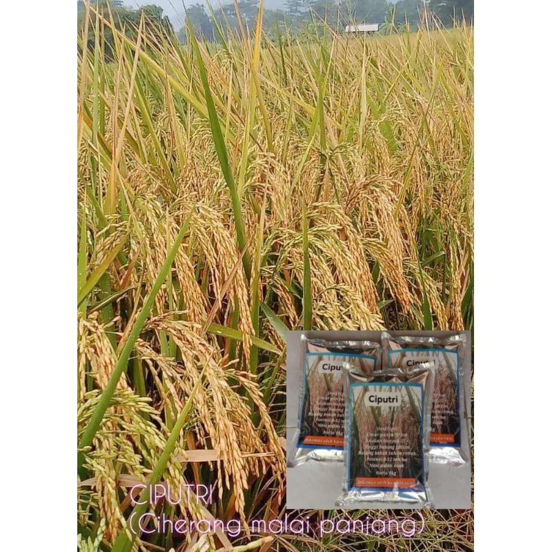Padi unggul ciputri 1kg