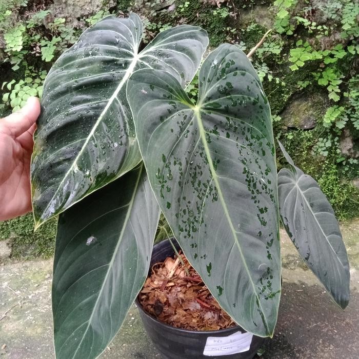 philodendron melanochrysum narrow besar