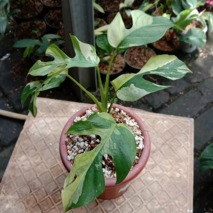 raphidopora tetrasperma varigata