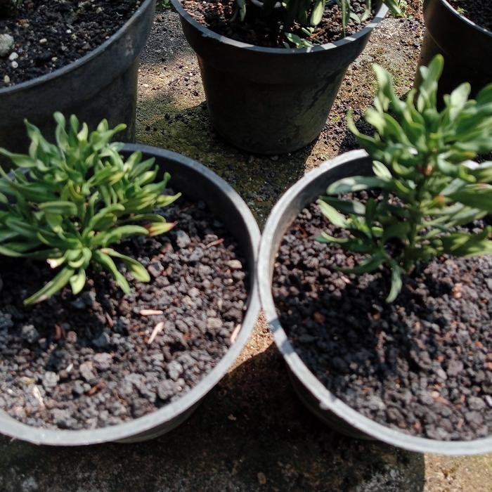 lohansung Twister kecil