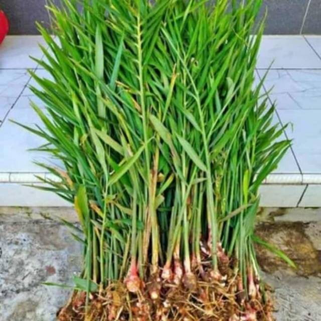 Bibit jahe merah super