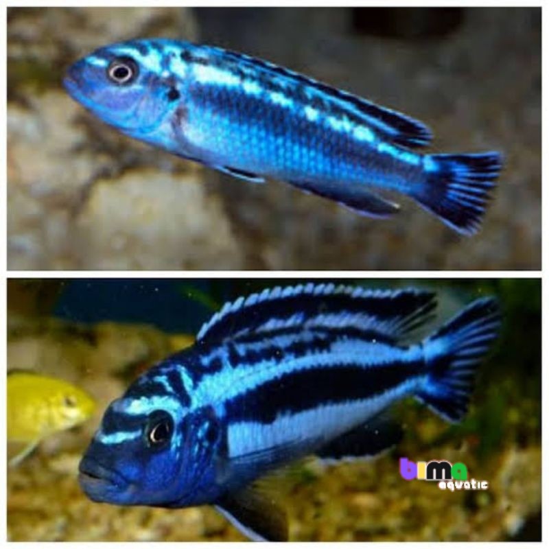 ikan cichild johani PAKET ISI 4  juani sizesiklid