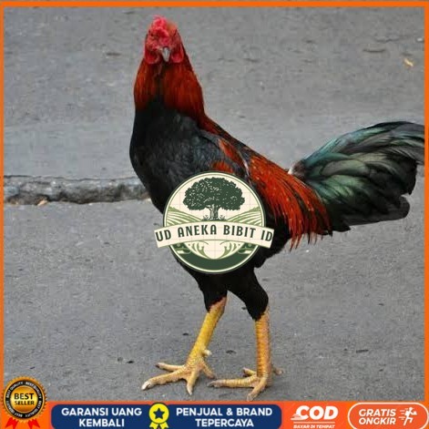 

Telur ayam bangkok pakhoy petarung aduan fertil untuk ditetaskan UD ANEKA BIBIT ID