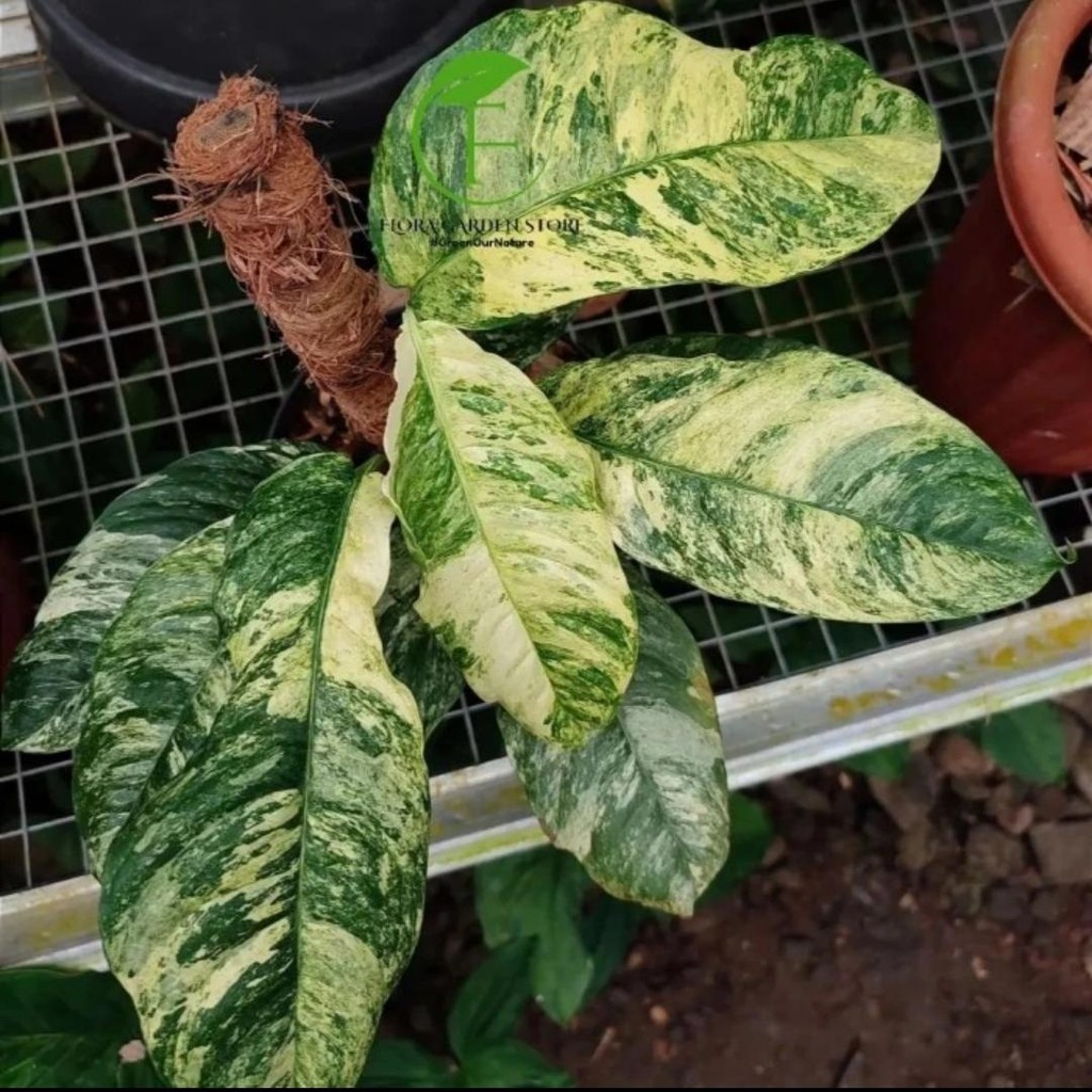 Tanaman hias raphidopora puberula variegata - puberula variegata