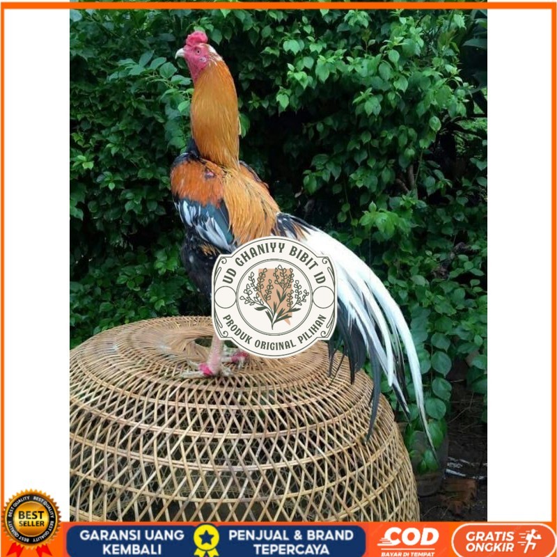 

TELUR BANGKOK EKOR LIDI FRESH (JAMIN FERTIL) UD GHANIYY BIBIT ID