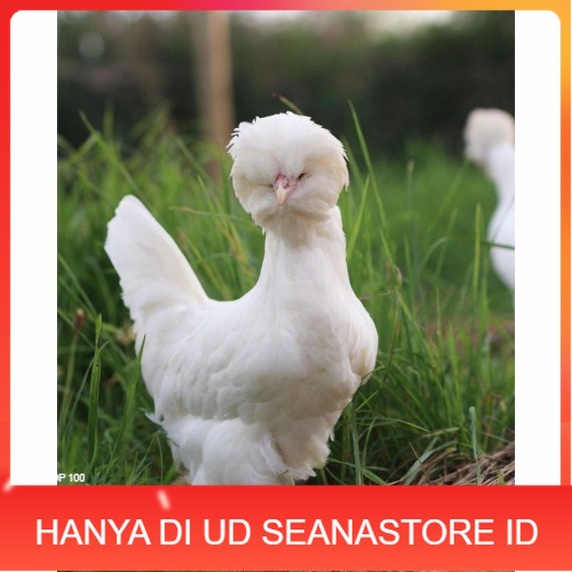 

Telur ayam hias sultan fertil siap ditetaskan Langsung UD SEANASTORE ID