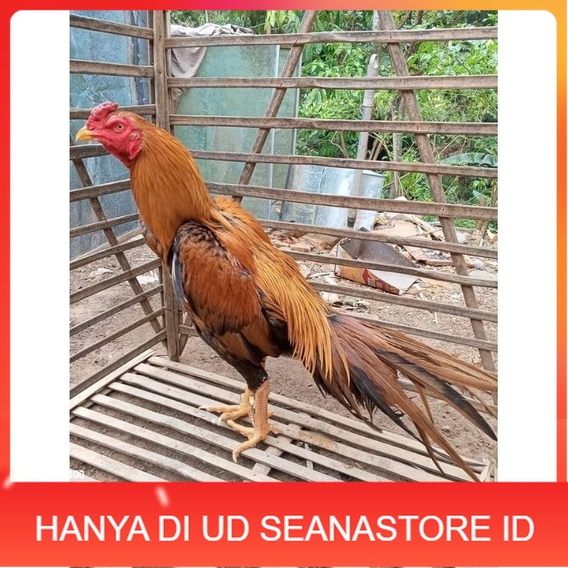 

(10 butir) Telur Ayam Ekor Lidi Untuk Di tetaskan UD SEANASTORE ID