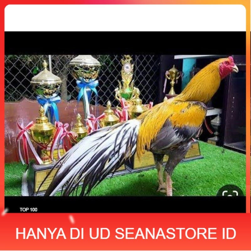 

PAKET 3 BUAH TELUR AYAM BANGKOK EKOR LIDI (FRESH) UD SEANASTORE ID