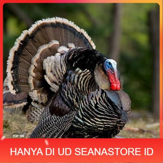 

Telur ayam kalkun jumbo fertil asli siap ditetaskan - ayam kalkun UD SEANASTORE ID