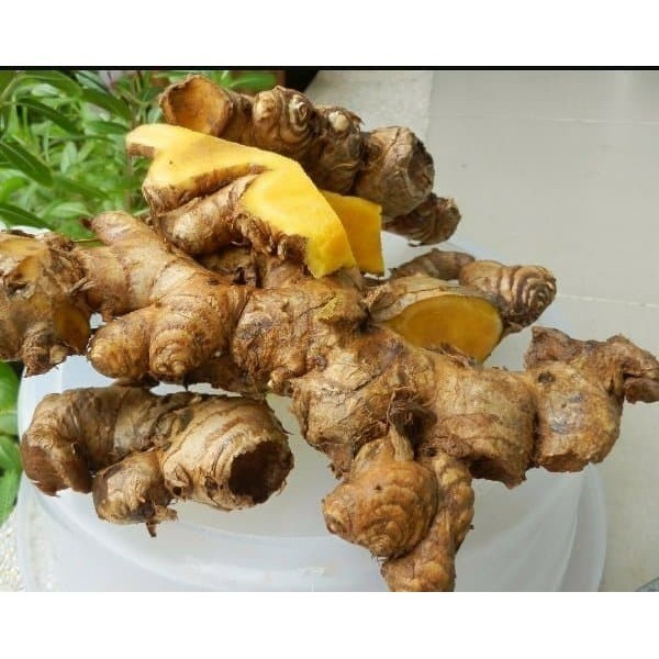 

Extra Herbal Bangle Segar Panglai Bengle zingiber purpureum roxb 1kg⠀