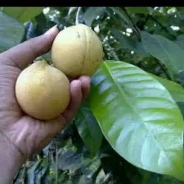 

Terbaru Pala mentah muda murah buah pala muda YL