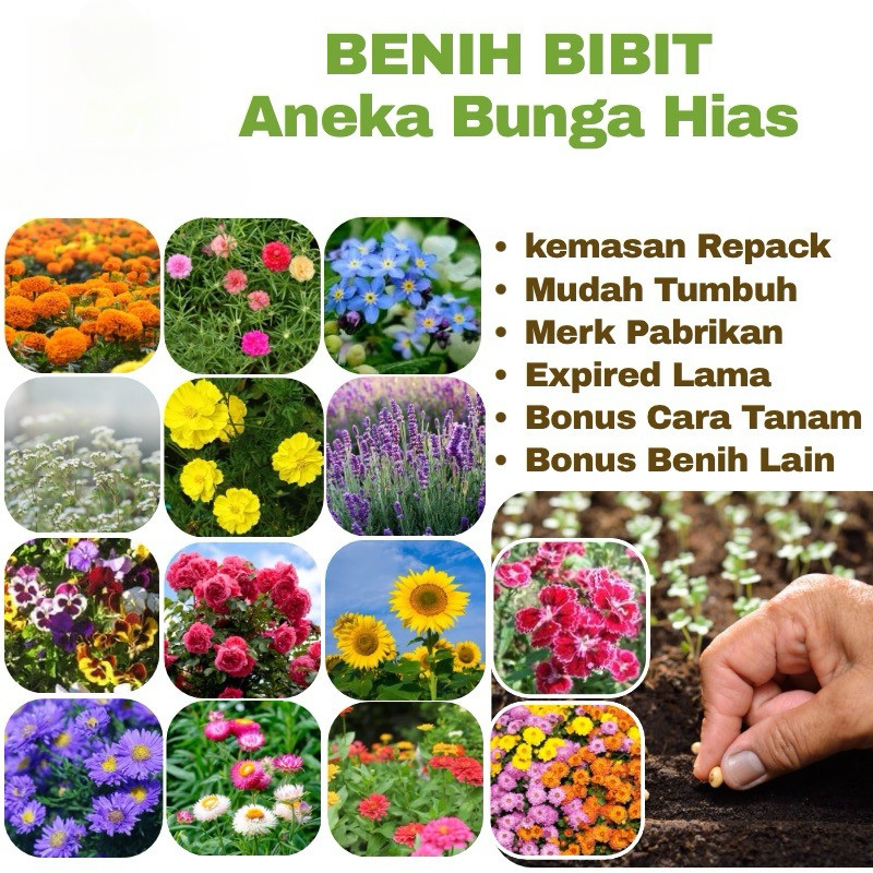 Benih Bibit Bunga Hias Benih Bunga Unggul