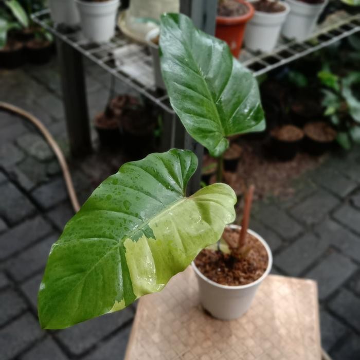 philodendron jungle fever 03